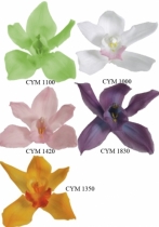 Cymbidium orchids